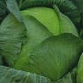 Blizzard cabbage